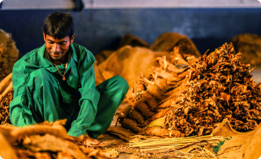 Crafting Signature Tobacco Blends